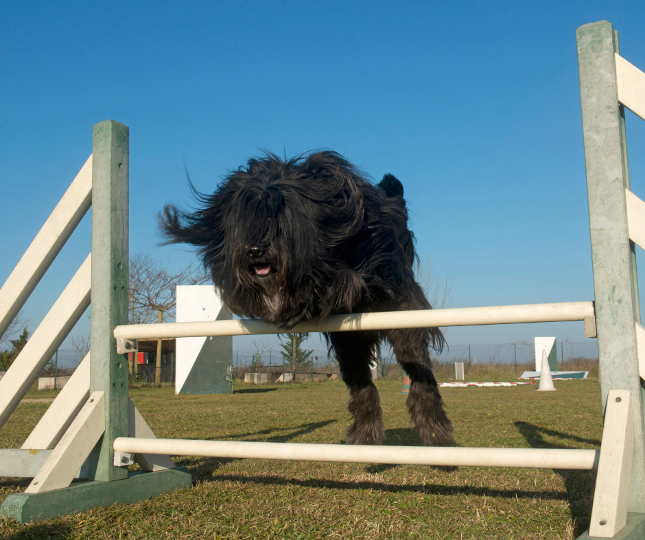 A Pyr Shep leaping over a fence