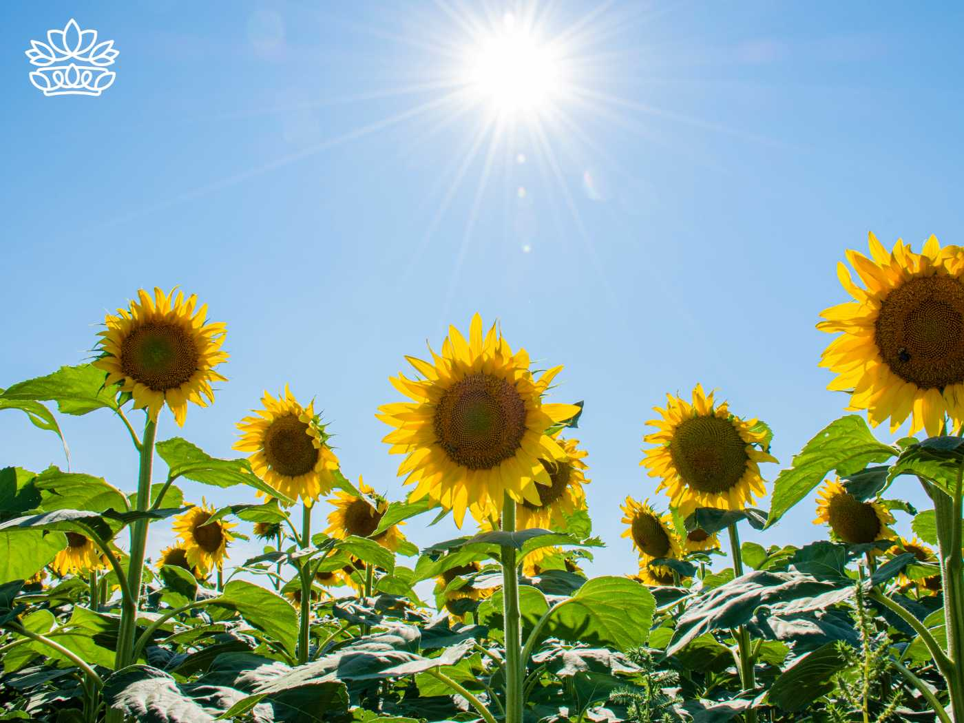 Radiant yellow sunflowers standing tall under the bright sun against a clear blue sky, part of the Sunflowers Collection by Fabulous Flowers and Gifts. These sunflower bouquets bring a page of summer vibrancy and beauty to any environment.