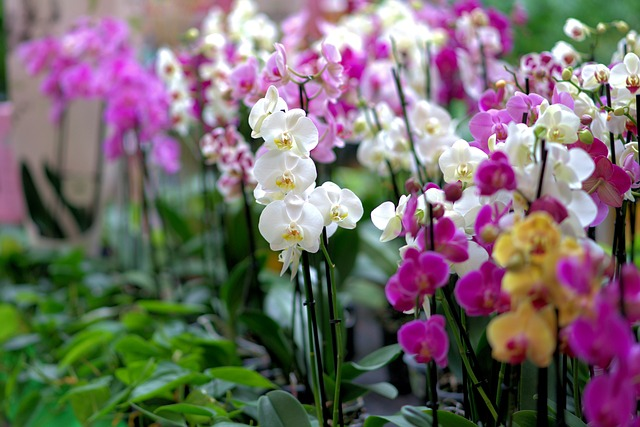 Wild purple, white and orange Orchids in a field
