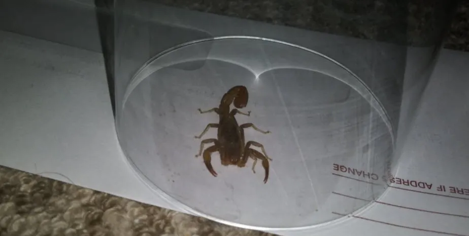 Keeping Scorpions Out A Comprehensive Home Guide Keeping Scorpions Out A Comprehensive Home Guide