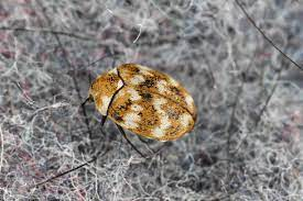 208 Carpet Beetle Stock Photos, Pictures & Royalty-Free Images - iStock