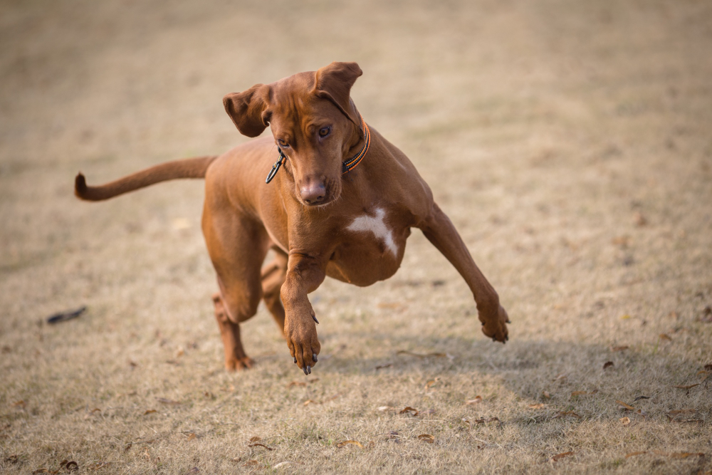 how to help a dog with breathing problems