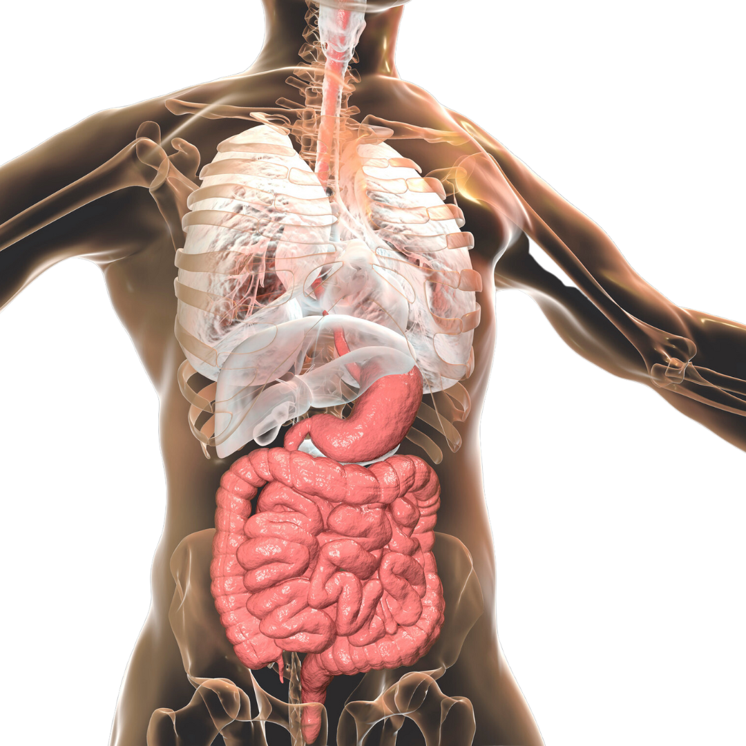 Digestive system of a man, cutaway medical image