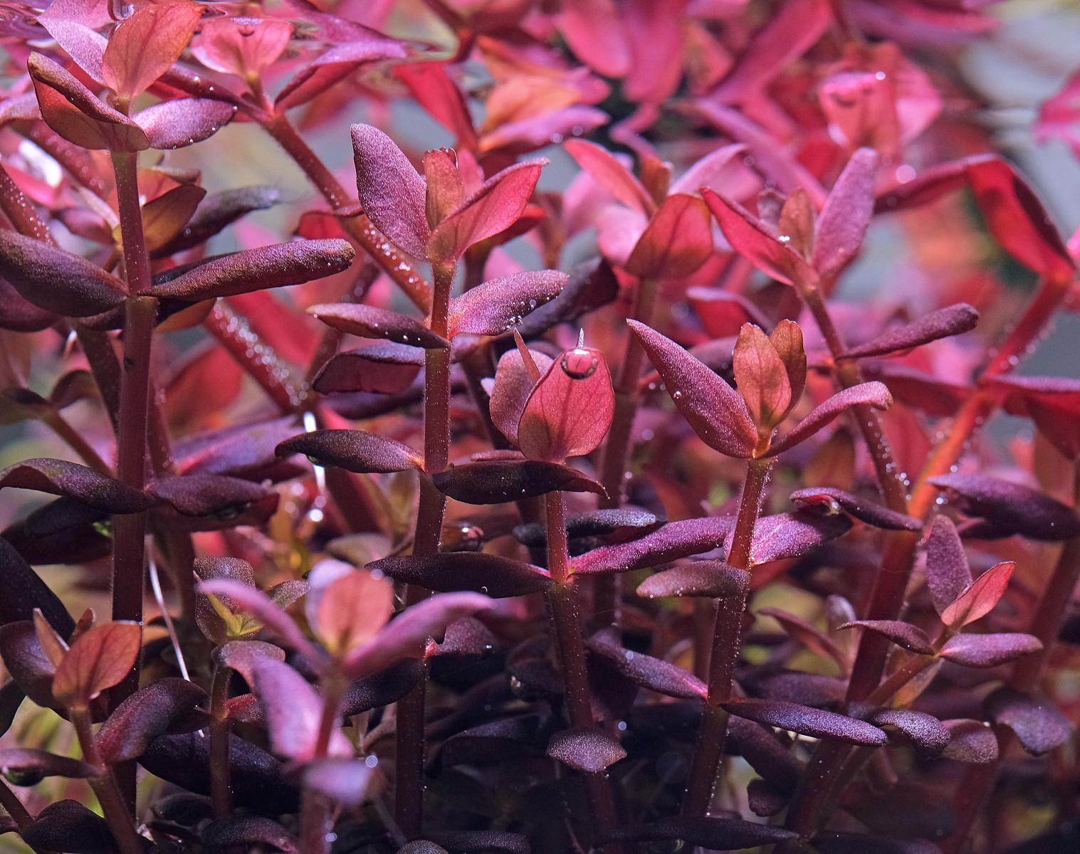 Bacopa salzmannii 'Purple' , also known as Bacopa salzmannii 'sg'