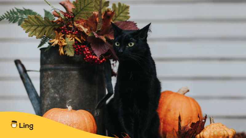 black cat - Punjabi Words For Halloween