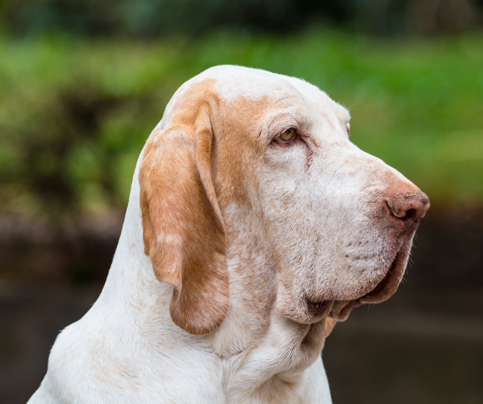 A close up of a white Bracco Italiano