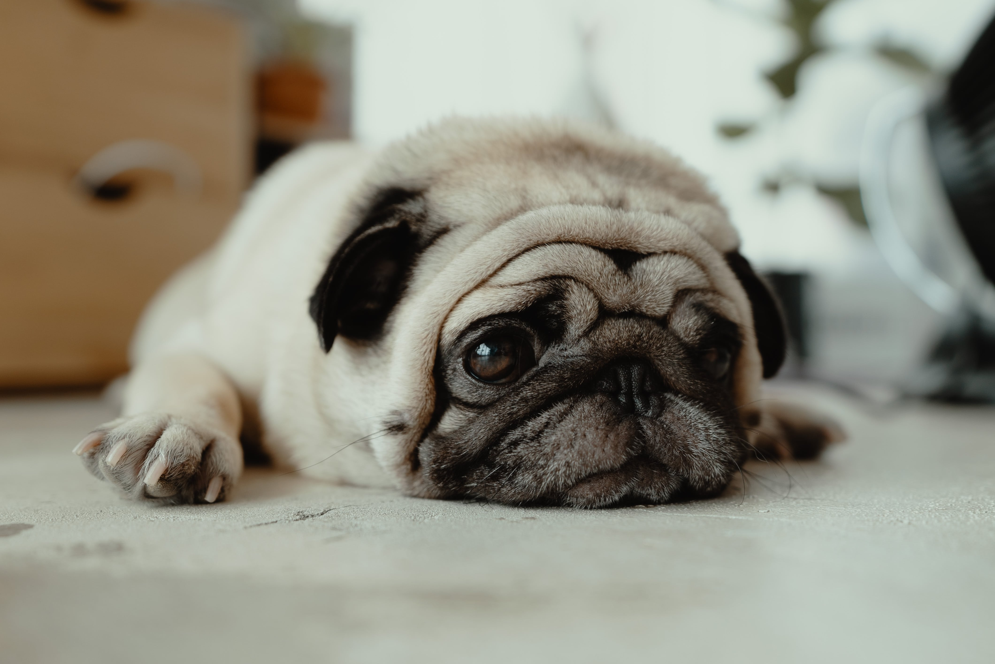 Healing Prayers for Dogs