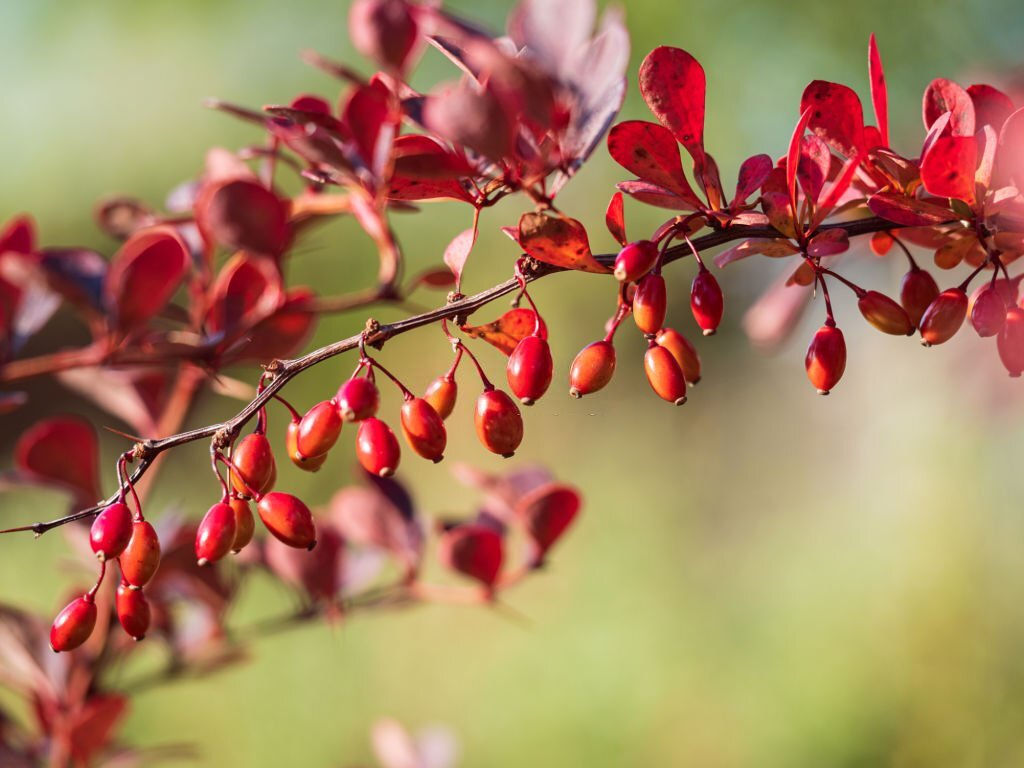 Japanese Barberry