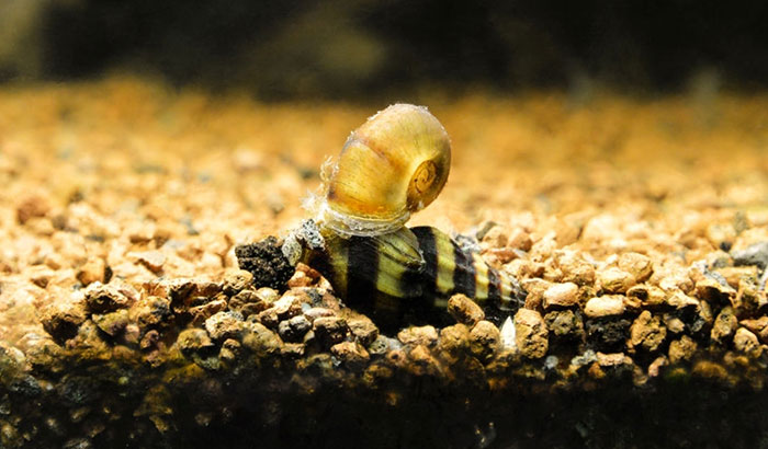 fighting snails
