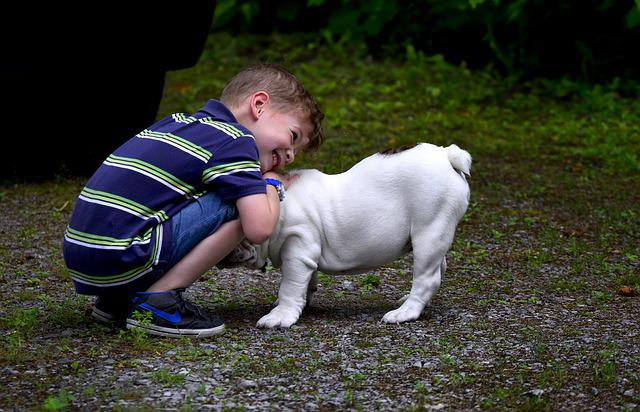 dog, boy, child