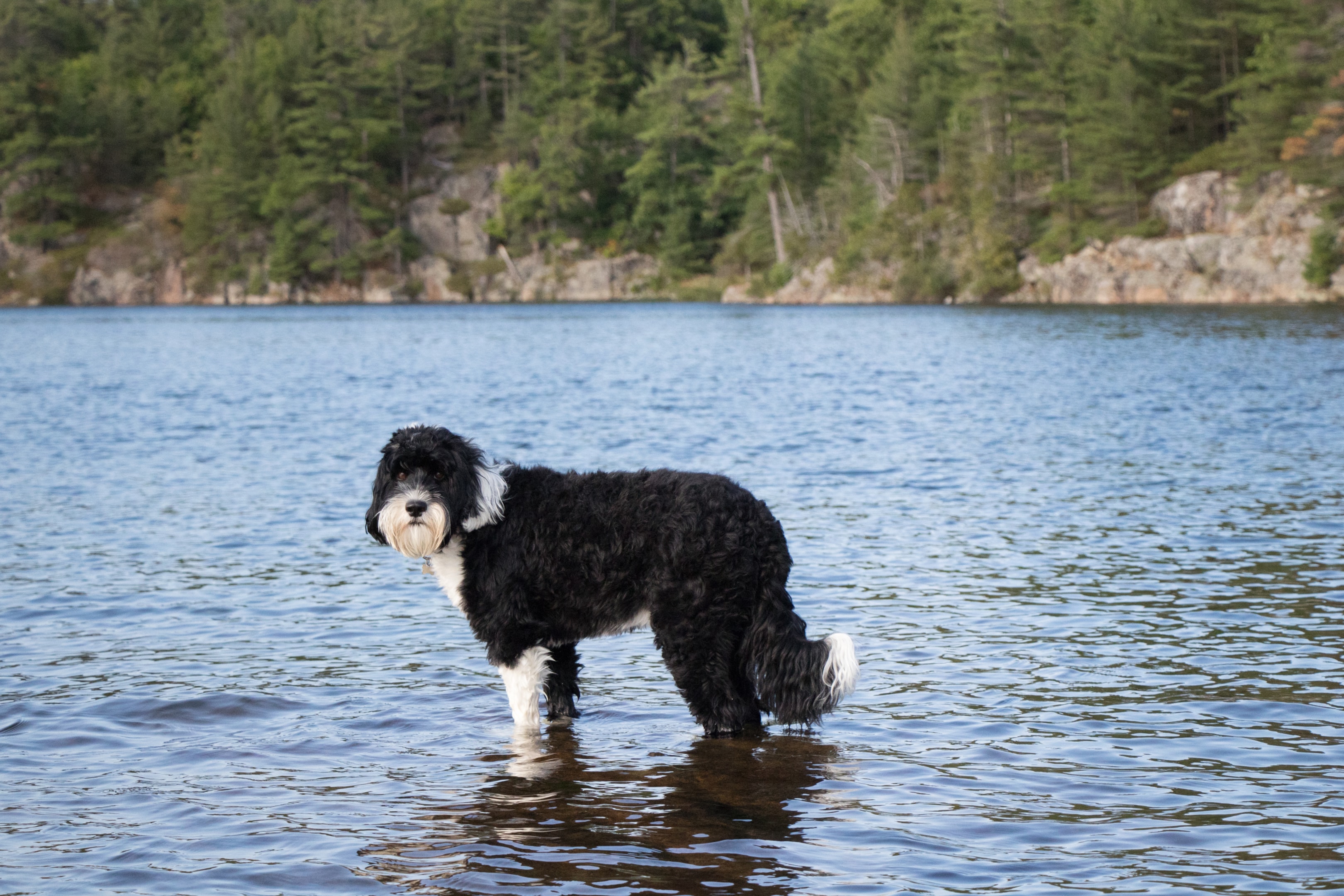 A Male Portuguese Water Dog standing in a lake