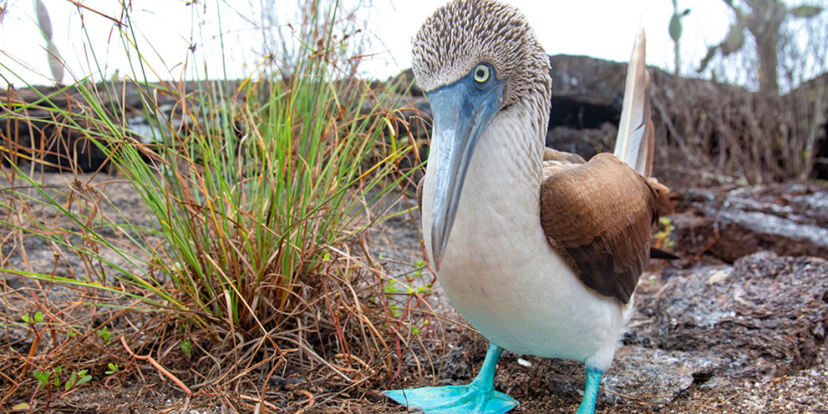 Blue Footed Booby, 