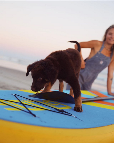 dog on an inflatable paddle board