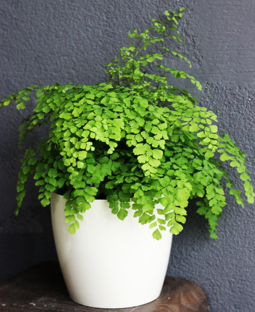 Maidenhair fern, delicate foliage, humid environment ferns, 