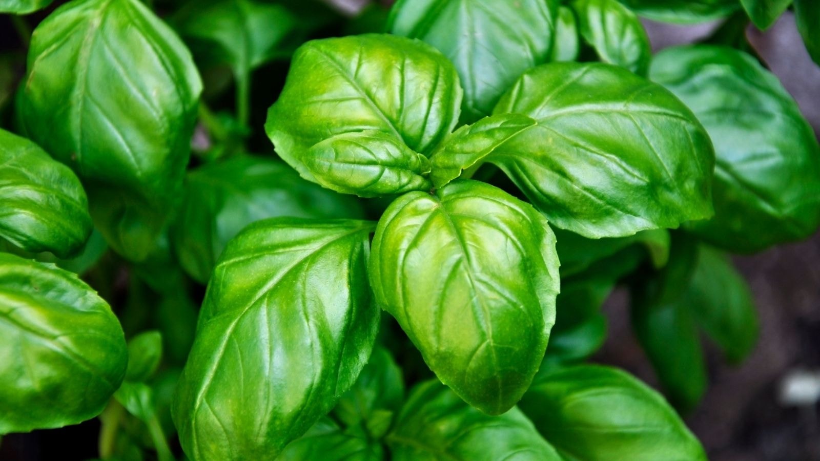Close-up of fresh basil leaves