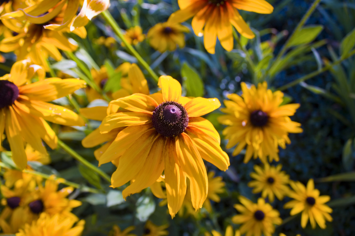 Black-eyed Susan