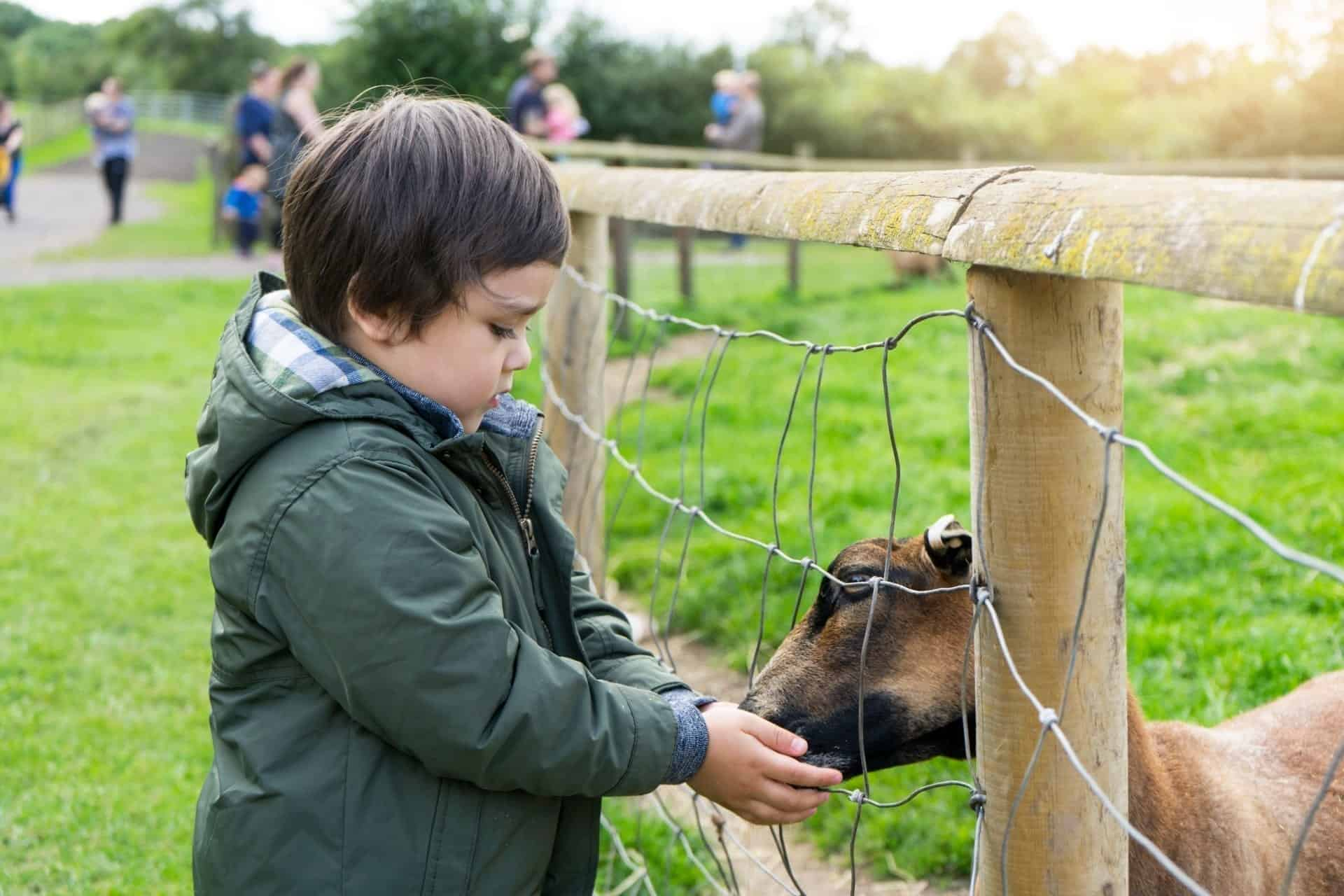 toddler feeding a goat at the farm in wales