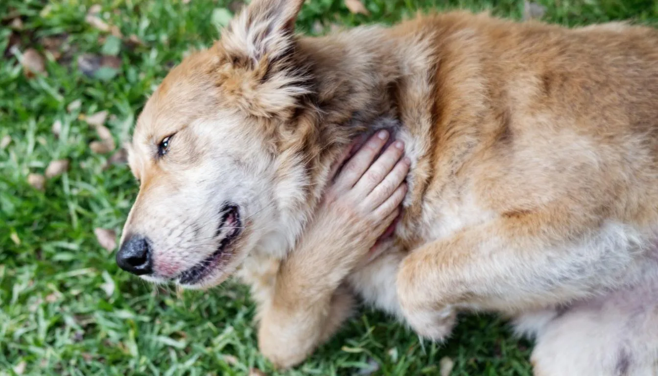 A dog is scratching intensely at its neck area, displaying typical behavior associated with skin irritation, which could indicate skin diseases such as bacterial skin infections or fungal skin infections. This intense itching may lead to skin inflammation and hair loss if left untreated.