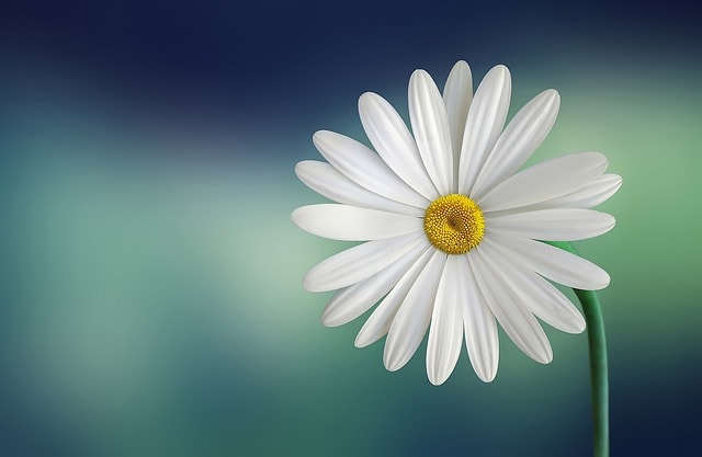 marguerite, daisy, flower, white, bloom, blossom, white flower, flower background, white daisy, petals, white petals, flora, single flower, nature, plant, flower wallpaper, spring, beautiful flowers, flower, flower, flower, flower, flower, nature