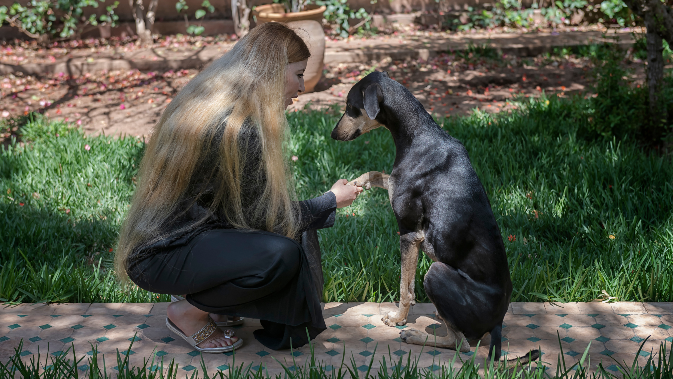 A woman training a Sloughi dog