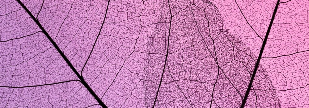 Two long translucent leaves sweep across lilac; the sturdy midrib reflects domain authority earned through quality links & trust.