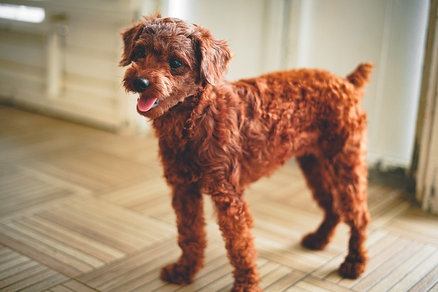 toy poodle, dog, puppy