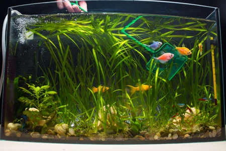 Aquarienfische fangen