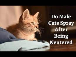 Do Male Cats Spray After Being Neutered - YouTube