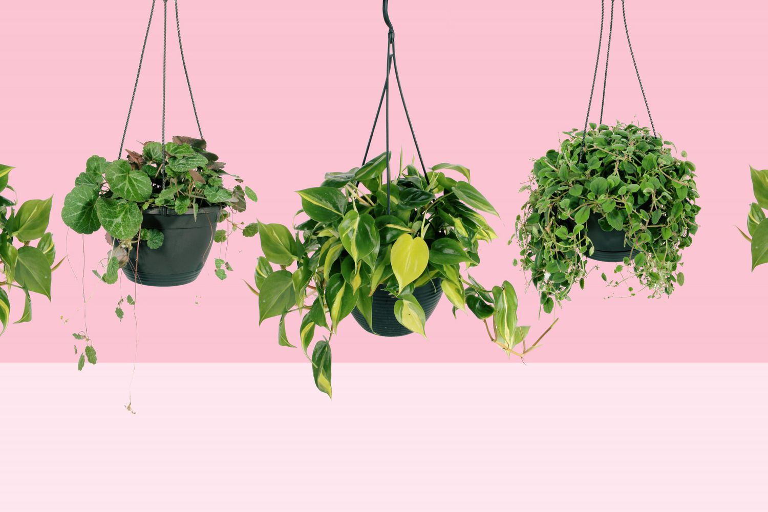 Hanging Plants