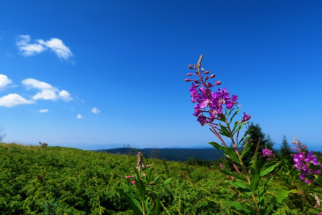 flower, forest, nature