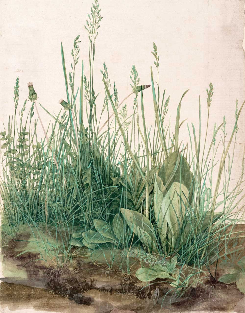 Great Piece of Turf (Albrecht Dürer, 1503)