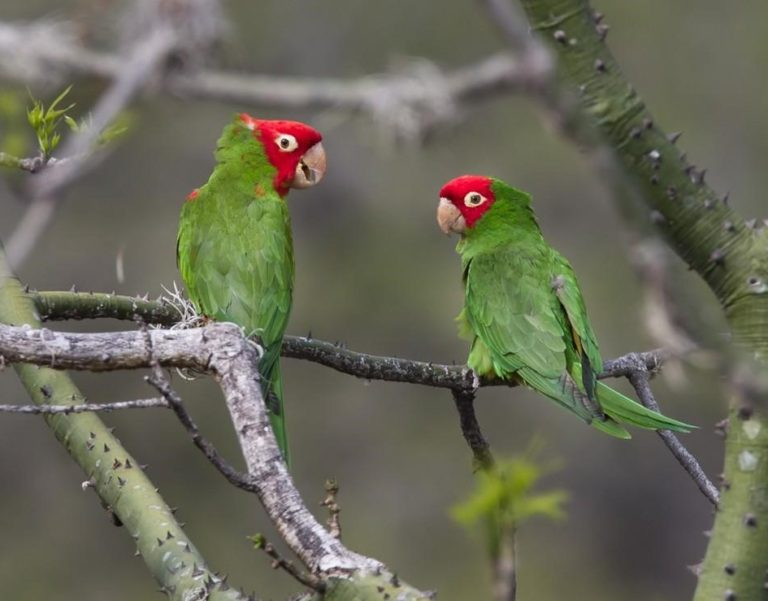 wild parrots, bird, central florida bird