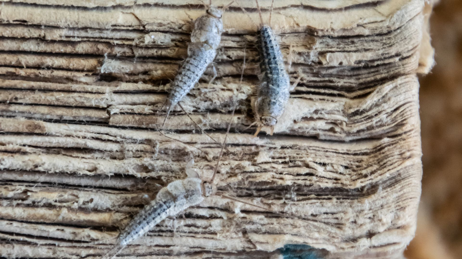 An image of several silverfish eating the pages of an old book.
