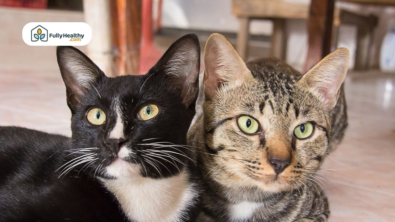 Two cats relaxing indoors looking alert and comfortable
