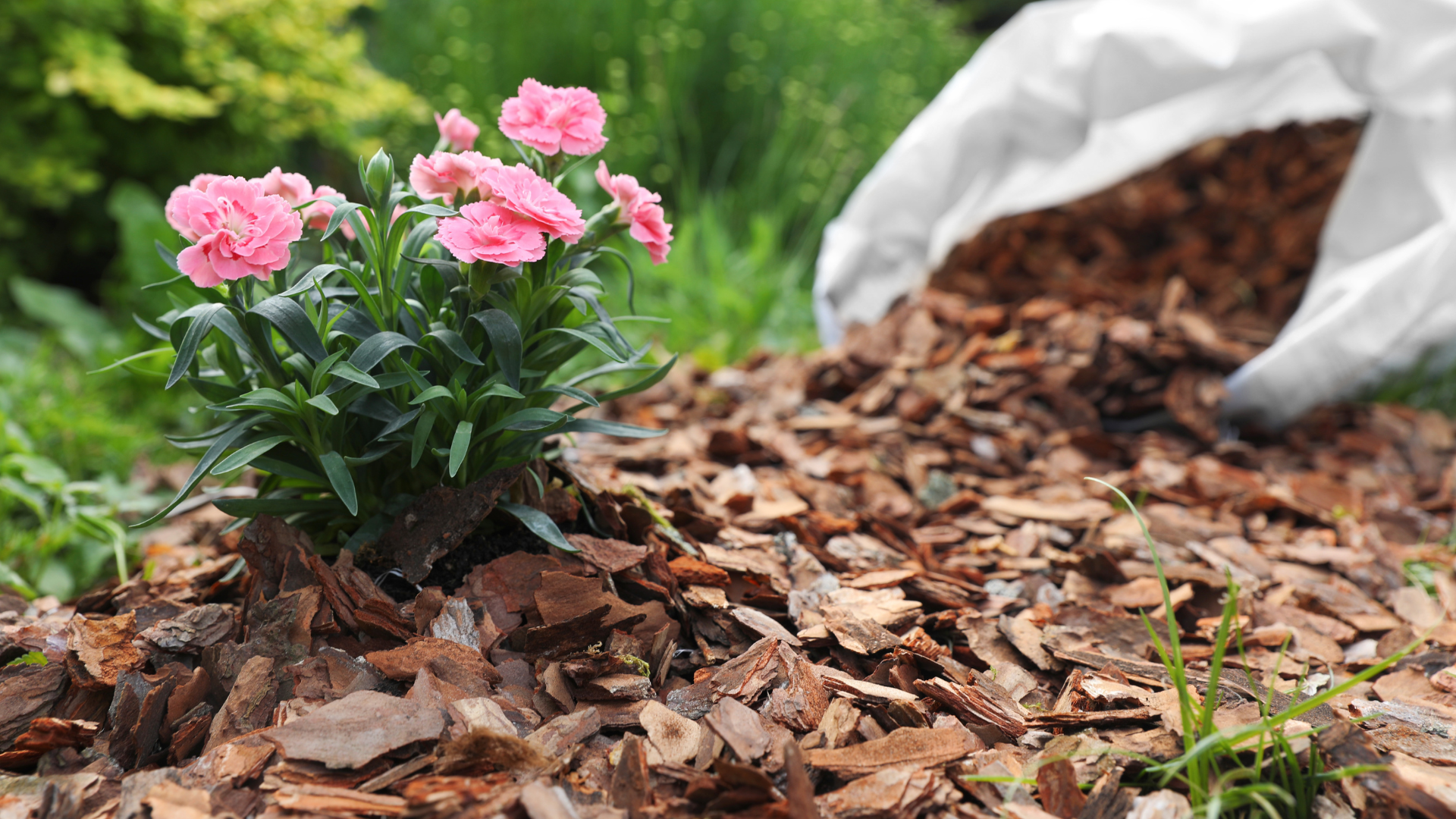 A flower garden with bark mulch.
