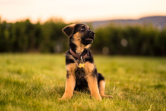 Black And Brown Puppy Medium Sized Dog