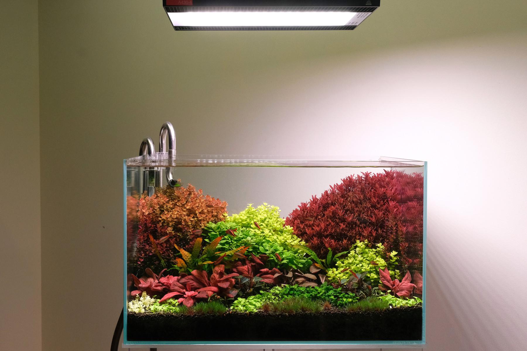 Lush planted aquarium against white wall.