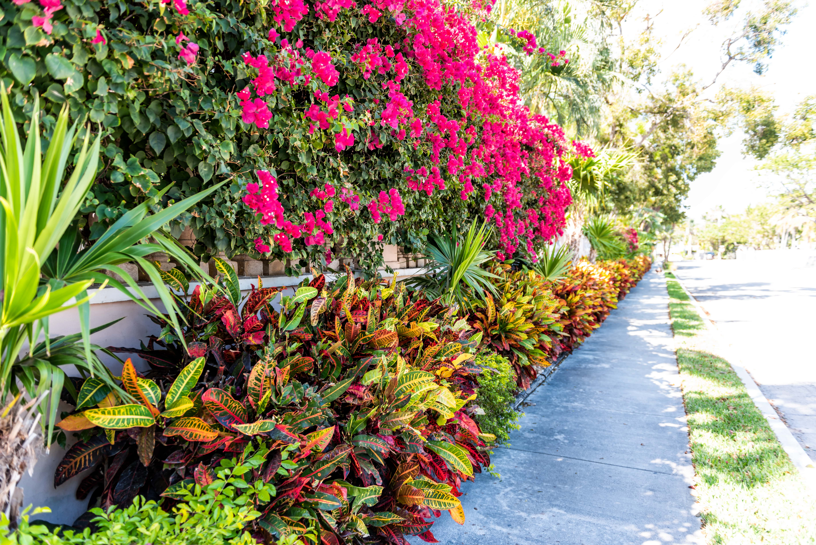 Bright shade loving flowers are planted along this sidewalk and low wall