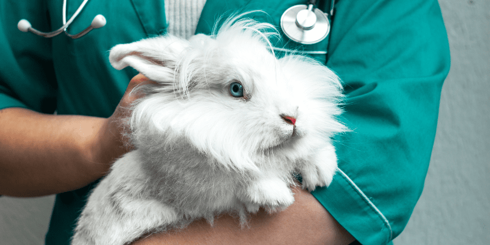 Professional Veterinary Treatments