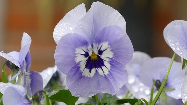 flower, beautiful flowers, pansy, botany, bloom, blossom, petals, spring, nature, wet, flower, flower wallpaper, flower background, flower, flower, flower, flower