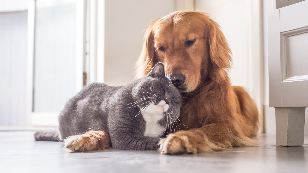 Hunde und Katzen