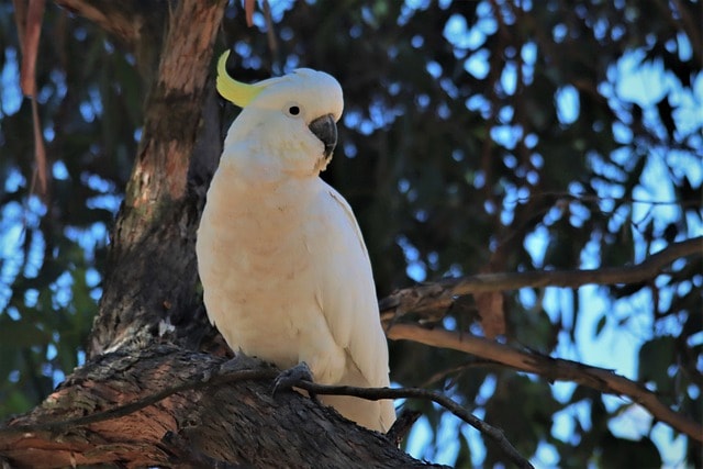 sulphur-crested cockatoo, tree, white, native, nature, australian, wildlife, desktop backgrounds, adelaide, australia, bird, beautiful wallpaper, windows wallpaper, full hd wallpaper, watching, avian, wallpaper, wallpaper hd, background, free wallpaper, cool backgrounds, 4k wallpaper, spotting, feathers, laptop wallpaper, wallpaper 4k, plumage, crest, aussie, mac wallpaper, cockatoo, beak, yellow, head, neck, wild, free background, 4k wallpaper 1920x1080, adelaide, adelaide, adelaide, adelaide, hd wallpaper, adelaide, australia, australia, australia, New Rules for 482 visa to PR