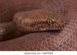 37 Cute Snakes For Beginners - ReptileStartUp.com