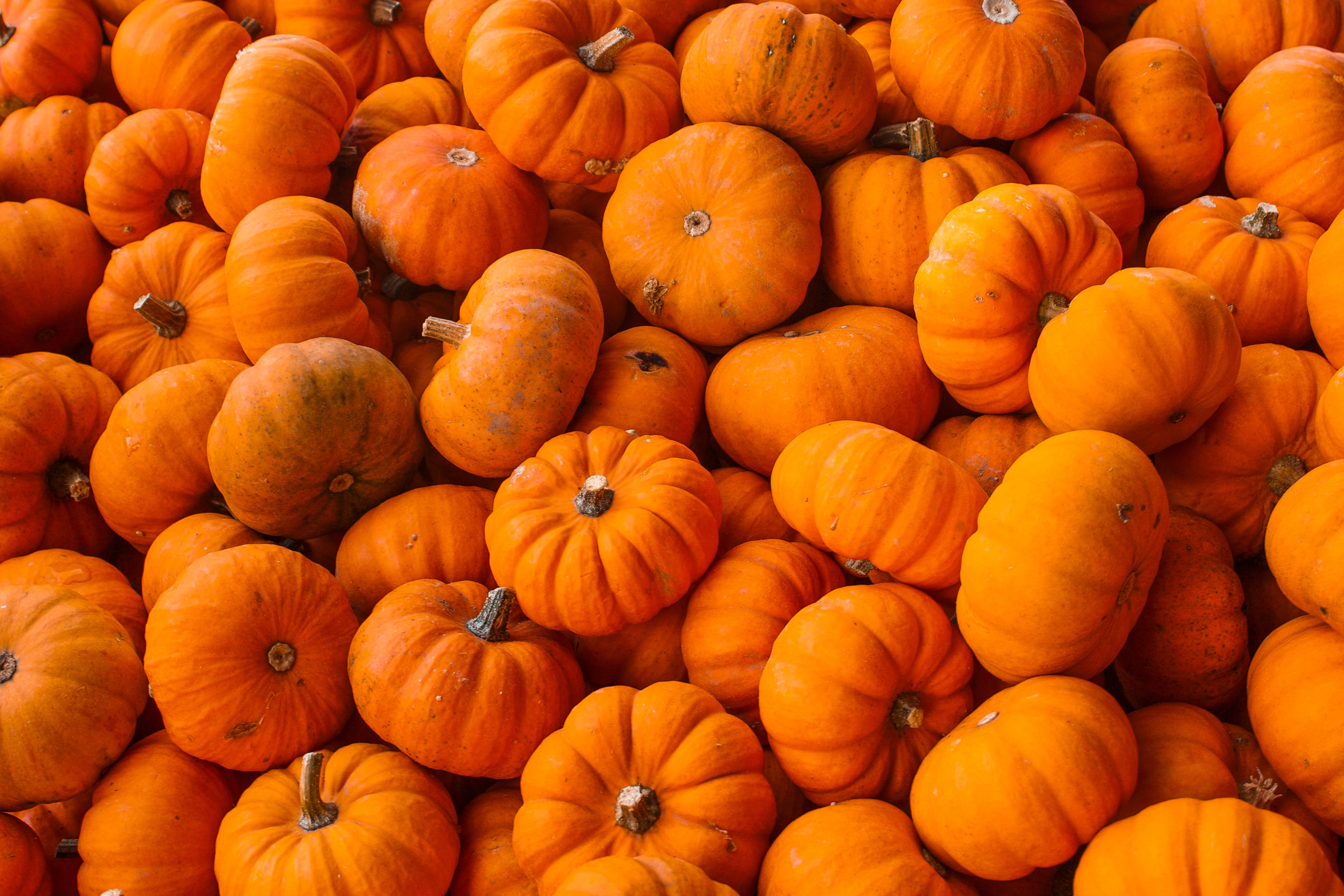 A pile of mini pumpkins.