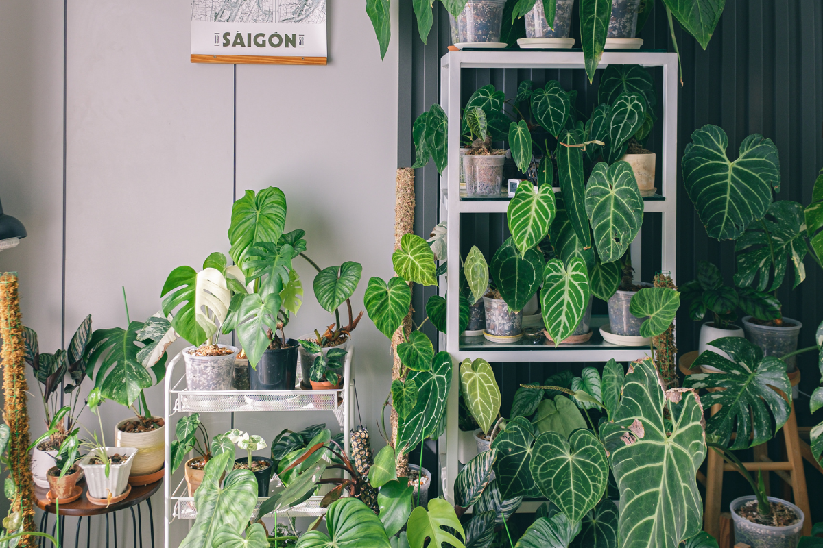 Various plant stands and shelves with potted plants of different heights