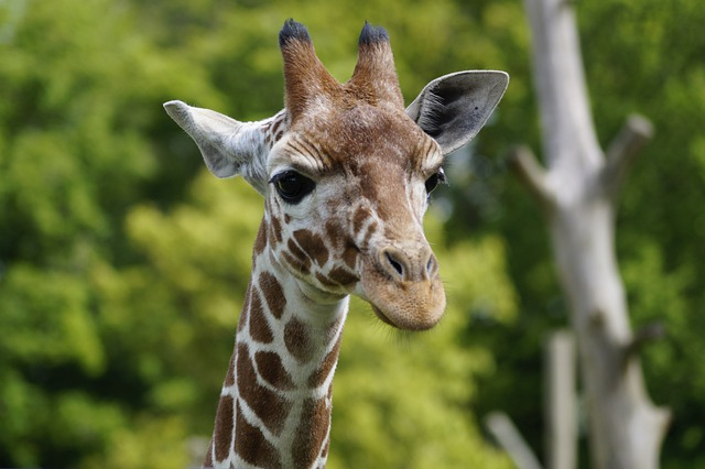 giraffe, zoo, whipsnade