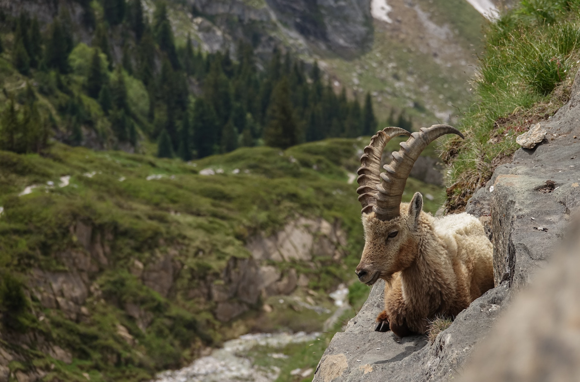 Ibex sitting on a grey rock