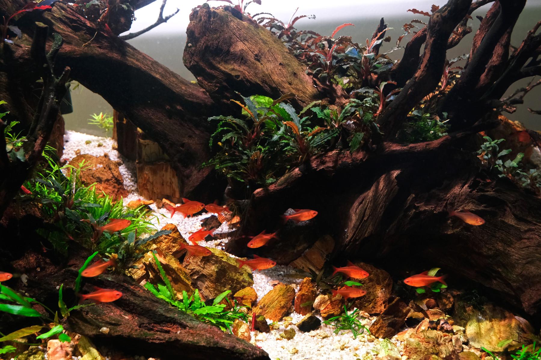 Muzel cherry red tetras against bucephalanda