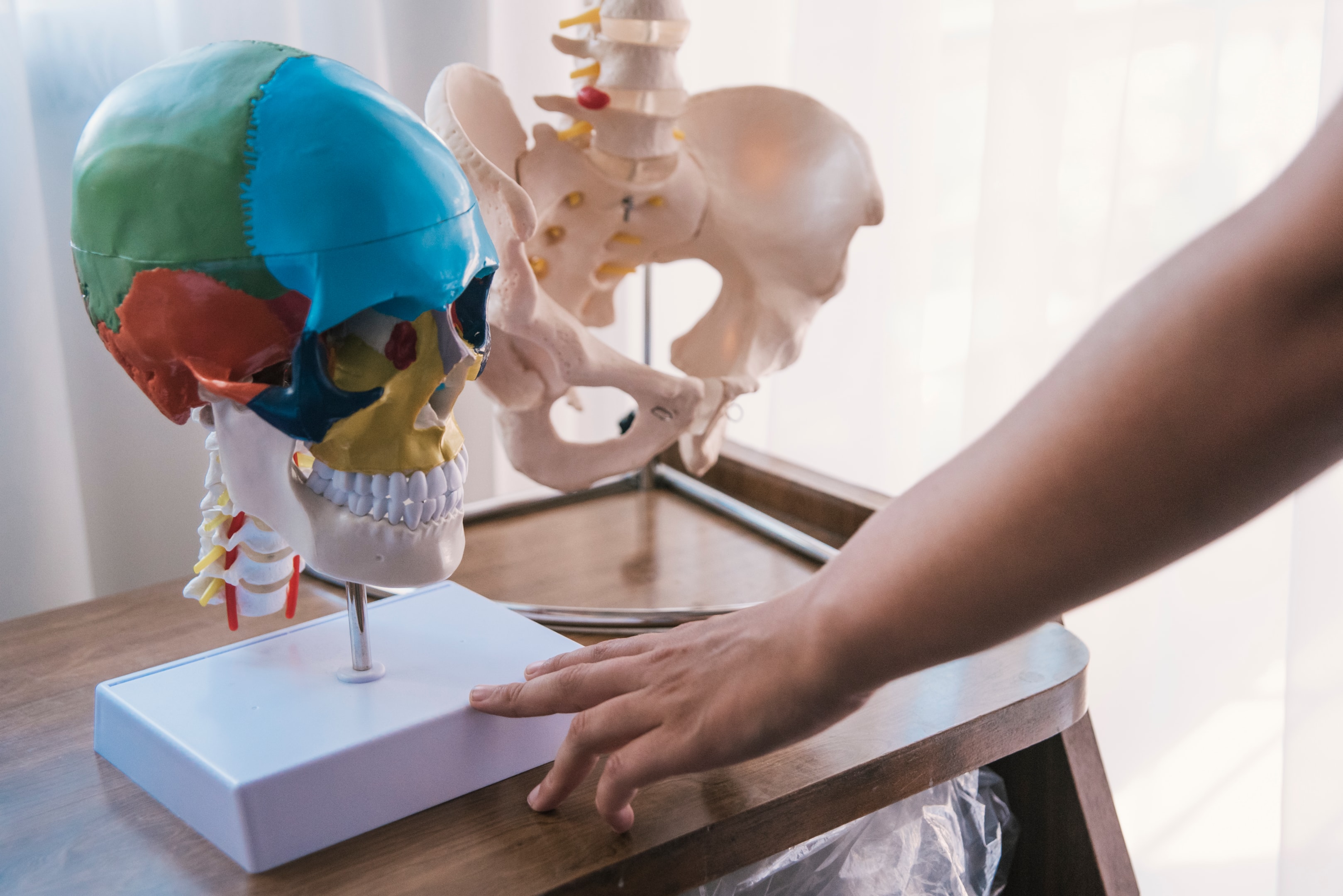 a model skull used to demonstrate dental bone grafts as well as the bone graft procedure