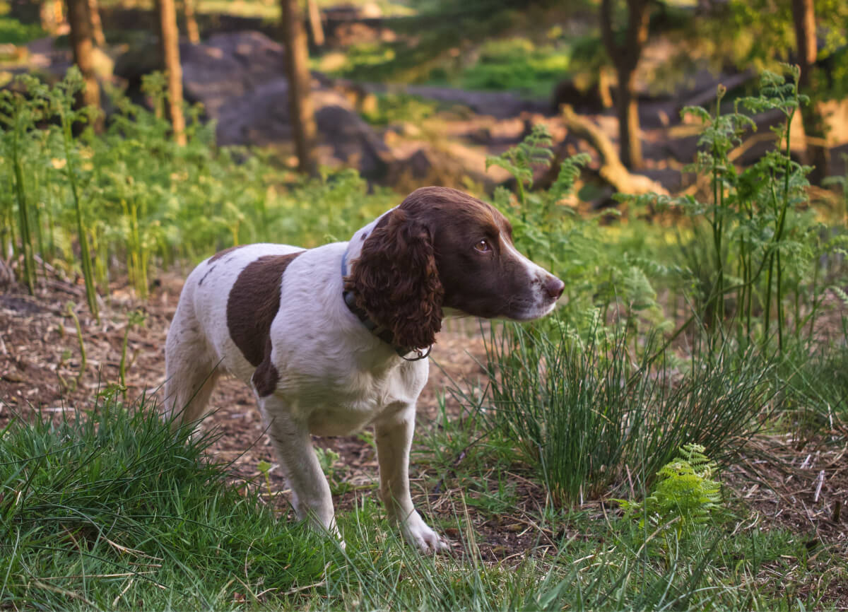 Springer Spaniel Haircuts All Styles Explained Pictures Spaniel Advisor